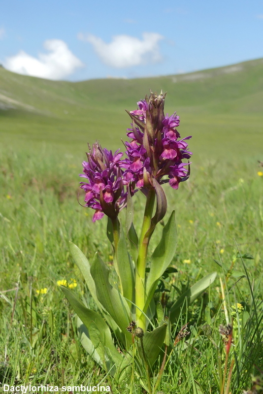 Orchidee a Campo Imperatore tra Medioevo e wilderness  primavera 2023